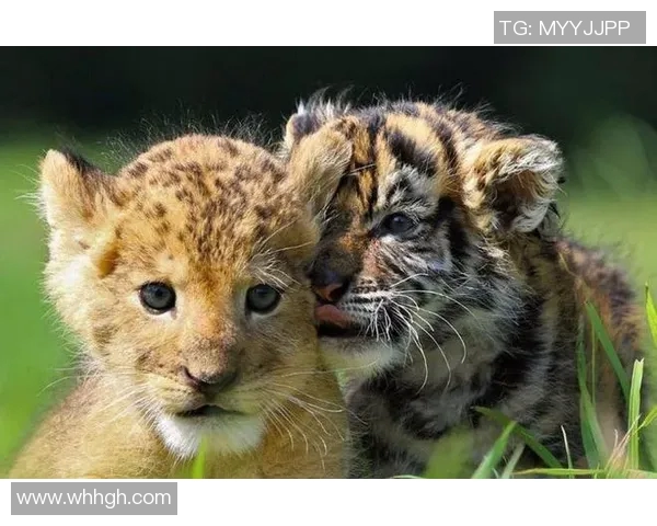 拉古纳大学与老虎大学的精彩对决引发学术与体育的双重热潮